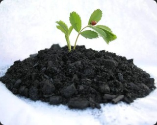 Biochar